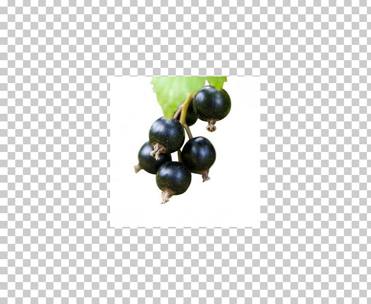 Bilberry Flavor Fruit Juice Liquid PNG, Clipart, Alfaliquid, Berry, Bilberry, Blackcurrant, Blueberry Free PNG Download