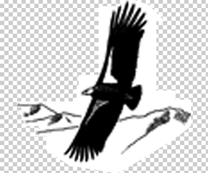 Eagle All About Birds Cornell Lab Of Ornithology PNG, Clipart, Accipitriformes, All About Birds, Animals, Auk, Beak Free PNG Download