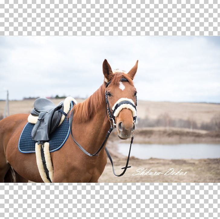 Halter Saddle Sheepskin Horse Harnesses Bridle PNG, Clipart, Bit, Bridle, Centimeter, Halter, Hide Free PNG Download