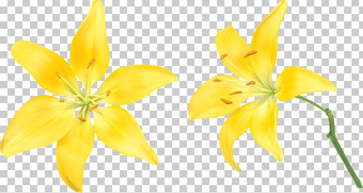 Lilium Flower PNG, Clipart, Baidu Wangpan, Balloon Cartoon, Boy Cartoon, Cartoon Character, Cartoon Couple Free PNG Download