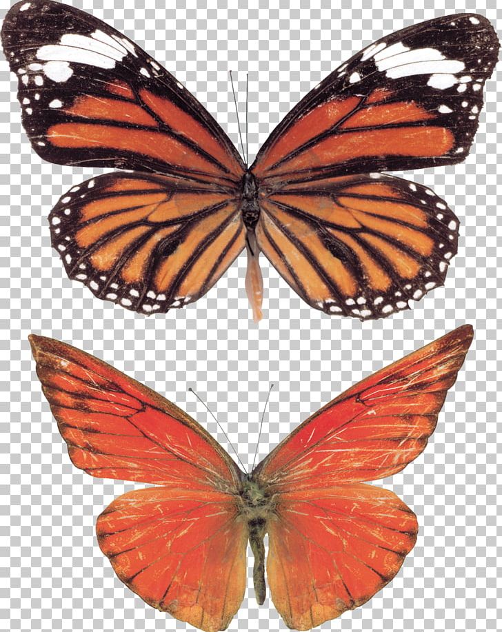 Monarch Butterfly Pieridae Brush-footed Butterflies Gossamer-winged Butterflies PNG, Clipart, Arthropod, Brush Footed Butterfly, Butterflies And Moths, Butterfly, Insect Free PNG Download