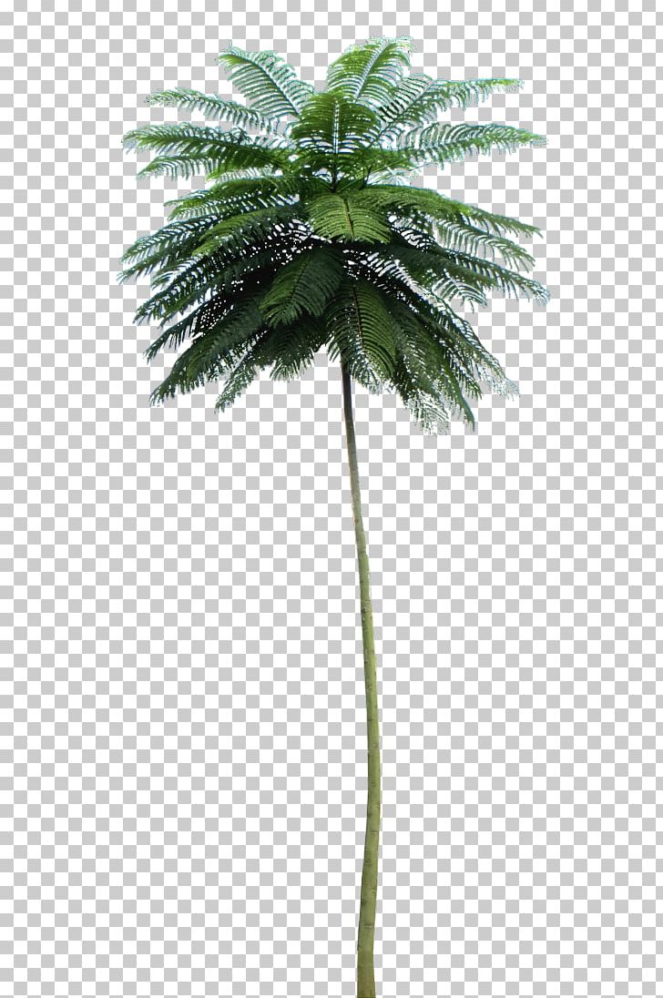 Asian Palmyra Palm Schizolobium Parahyba Tree Babassu PNG, Clipart, Arecaceae, Arecales, Asian Palmyra Palm, Attalea, Attalea Speciosa Free PNG Download