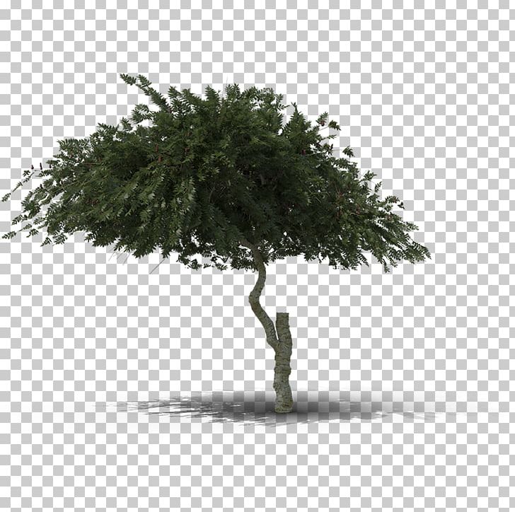 Flowerpot Houseplant Branching PNG, Clipart, 3 D, 3 D Model, Branch, Branching, Flowerpot Free PNG Download