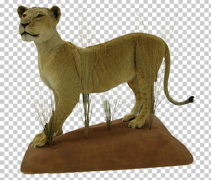 Lion Big Cat Fauna Terrestrial Animal PNG, Clipart, Animal, Animals, Big Cat, Big Cats, Carnivoran Free PNG Download