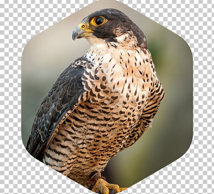 Bird Stock Photography Peregrine Falcon PNG, Clipart, Animals, Beak, Bird, Bird Of Prey, Brown Falcon Free PNG Download