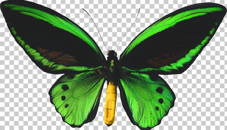 Butterfly Biak Ornithoptera Priamus Birdwing Ornithoptera Goliath PNG, Clipart,  Free PNG Download