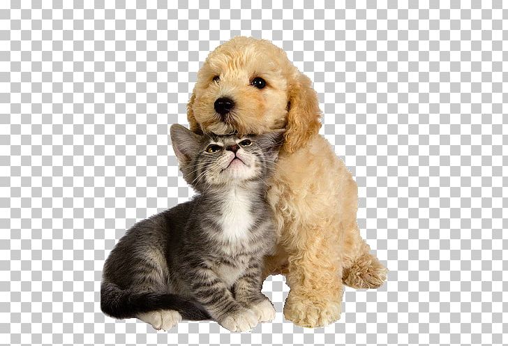 Cockapoo Puppy Cavapoo Schnoodle Goldendoodle PNG, Clipart, Animals, Carnivoran, Cat, Cavapoo, Cockapoo Free PNG Download