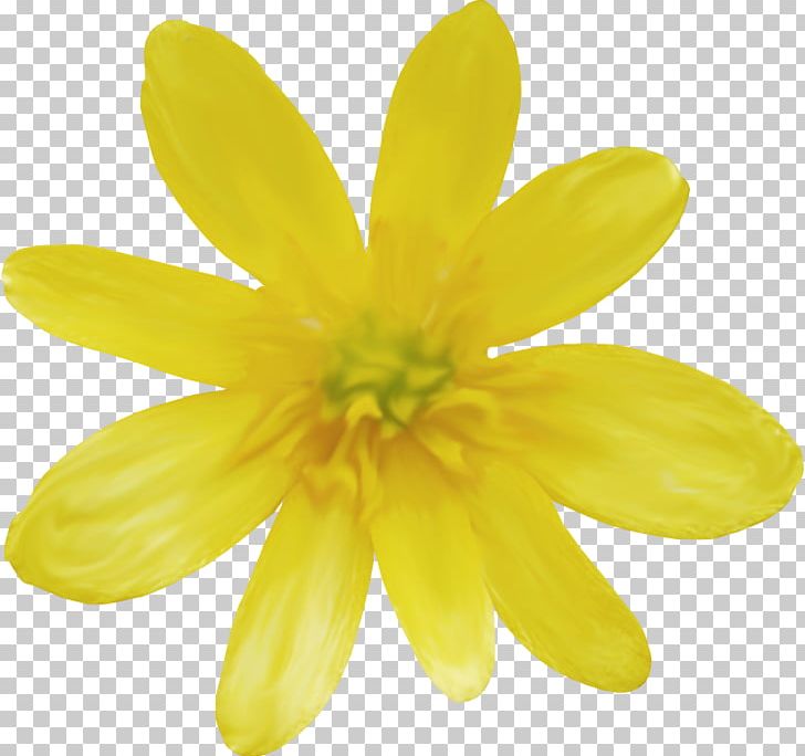 Daisy Family Common Daisy PNG, Clipart, Common Daisy, Daisy Family, Flower, Flowering Plant, Others Free PNG Download