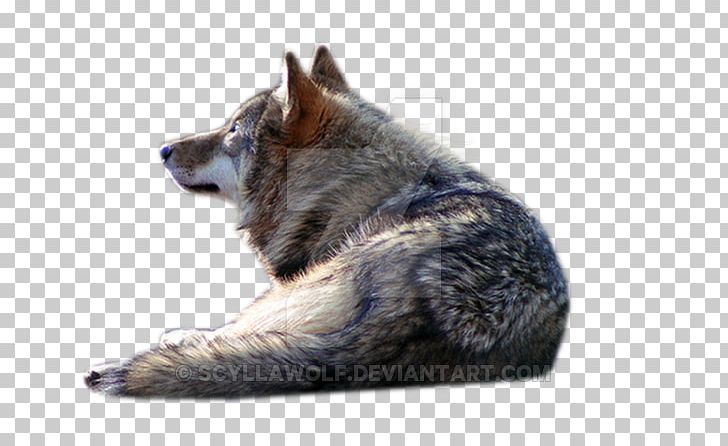 Gray Wolf PhotoScape PNG, Clipart, Black Wolf, Cambiante, Canidae, Dog, Dog Breed Free PNG Download