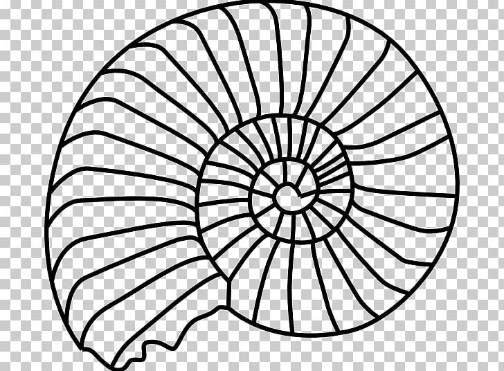 Seashell Spiral Gastropod Shell PNG, Clipart, Area, Black And White, Circle, Computer Icons, Drawing Free PNG Download