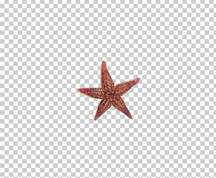 Starfish Pattern PNG, Clipart, Animals, Beautiful Starfish, Cartoon Starfish, Line, Pattern Free PNG Download