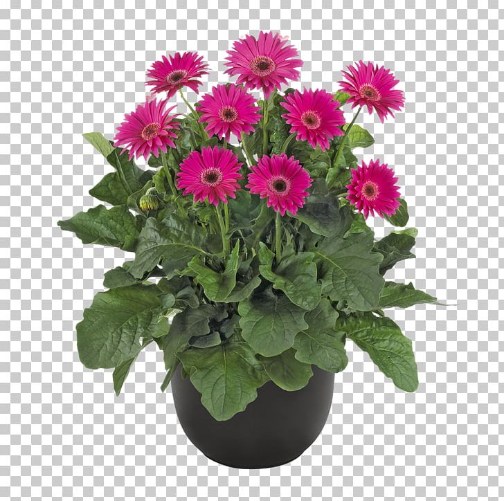Transvaal Daisy Chrysanthemum Cut Flowers Flowerpot Annual Plant PNG, Clipart, Annual Plant, Aster, Chrysanthemum, Chrysanths, Cut Flowers Free PNG Download