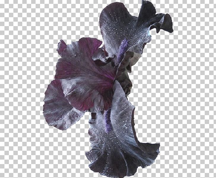 Flower Lilium PNG, Clipart, Adobe Illustrator, Cartoon, Decorative, Encapsulated Postscript, Floral Free PNG Download