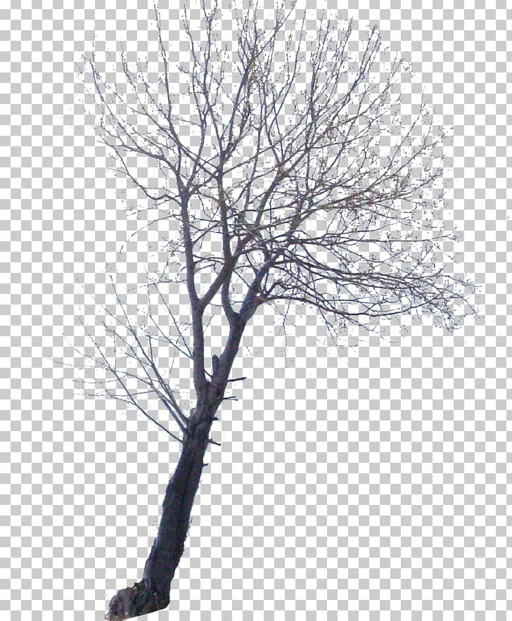 Twig University Of Grenoble Joseph Fourier University Tree PNG, Clipart, Black And White, Branch, Estimation, France, Information Free PNG Download