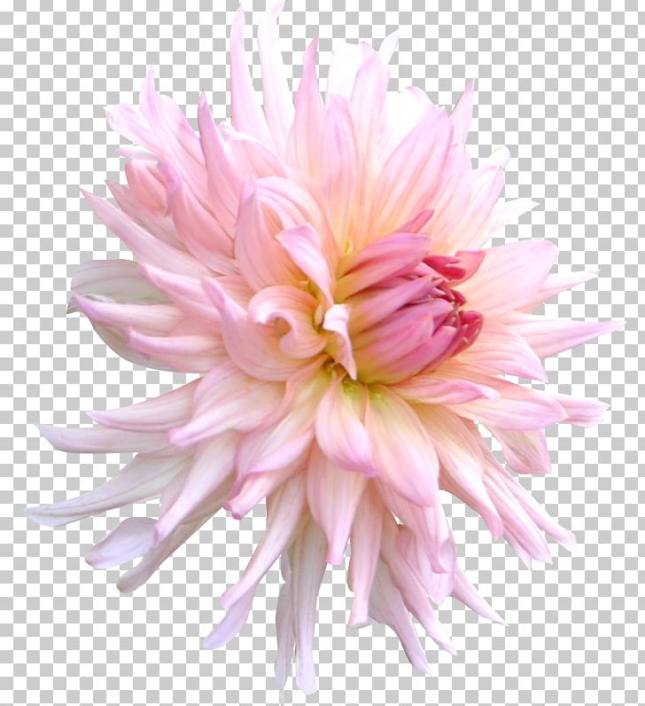 Chrysanthemum Pink Flower PNG, Clipart, Aster, Chrysanthemum, Chrysanths, Cut Flowers, Dahlia Free PNG Download