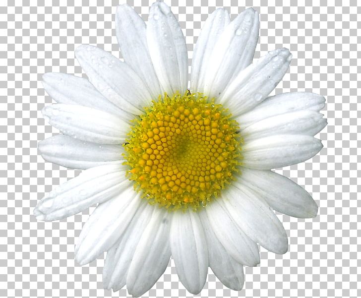 Common Daisy Oxeye Daisy Chamomile Flower PNG, Clipart, Annual Plant, Aster, Award, Chamaemelum Nobile, Chamomile Free PNG Download