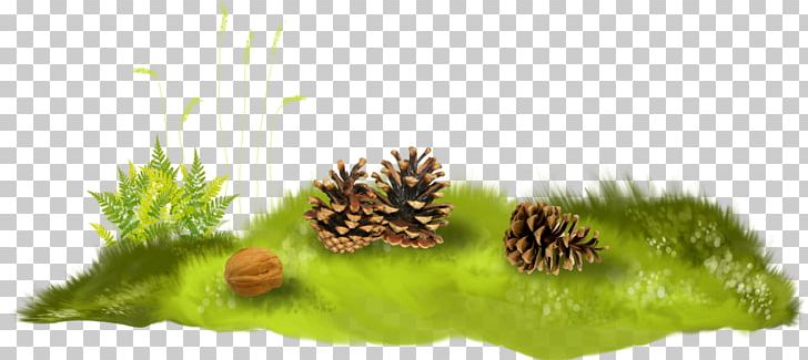 Conifer Cone Computer Animation Herbaceous Plant PNG, Clipart, 2017, 2018, Aquarium Decor, Basabizitza, Biome Free PNG Download