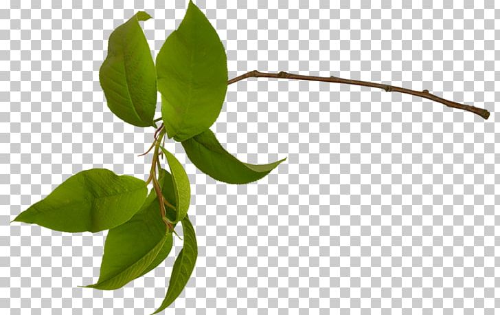 Green Leaf Tree Raster Graphics PNG, Clipart, Branch, Clip Art, Color, Digital Image, Green Free PNG Download