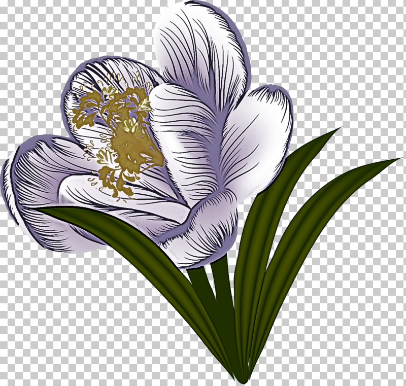 Flower Plant Violet Petal Heart PNG, Clipart, Crocus, Flower, Heart, Petal, Plant Free PNG Download