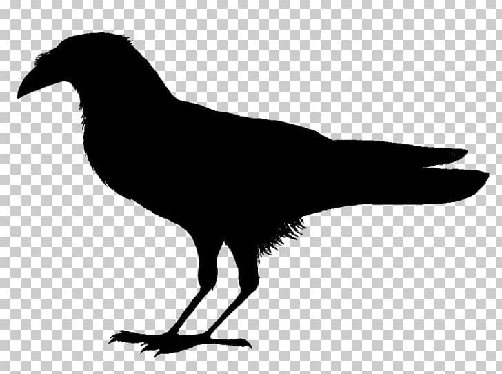 Birds Of The World: Recommended English Names Piping Crow Somali Crow Common Raven PNG, Clipart, Animals, Beak, Bird, Black And White, Common Raven Free PNG Download