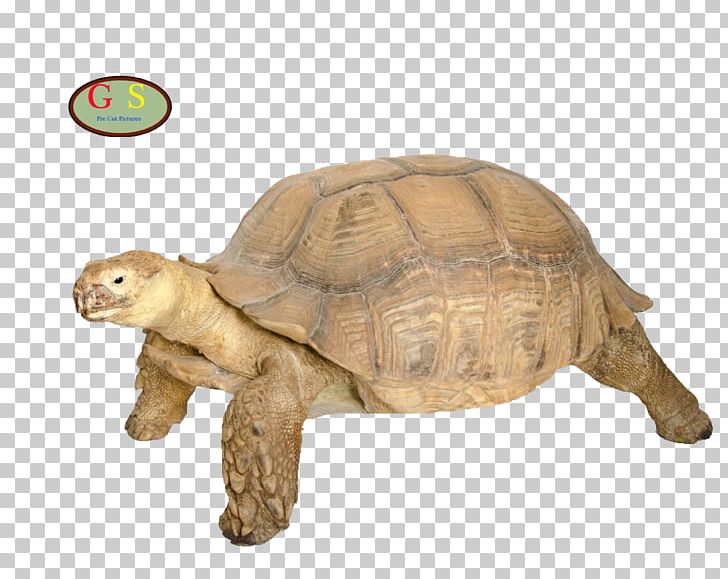 Box Turtle Tortoise Reptile M4 Sherman PNG, Clipart, Animal Figure, Animals, Box Turtle, Cheloniidae, Children Free PNG Download