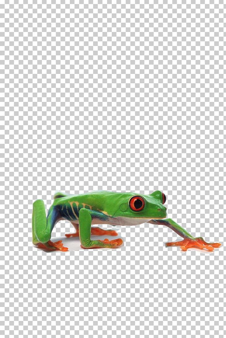 Edible Frog Grenouille Verte PNG, Clipart, Amphibian, Animal, Animals, Background Green, Big Free PNG Download
