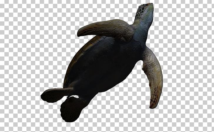 Sea Turtle Three-dimensional Space 3D Computer Graphics Animation PNG, Clipart, 3d Arrows, 3d Cartoon, 3d Computer Graphics, Animal, Art Free PNG Download
