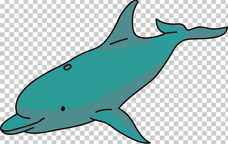Common Bottlenose Dolphin Short-beaked Common Dolphin Rough-toothed Dolphin Tucuxi Porpoise PNG, Clipart,  Free PNG Download