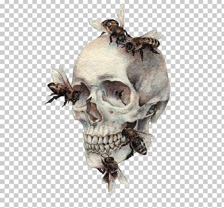 Human Skull Symbolism Bee Bone Drawing PNG, Clipart, Anatomy, Animal Source Foods, Antler, Art, Bee Free PNG Download