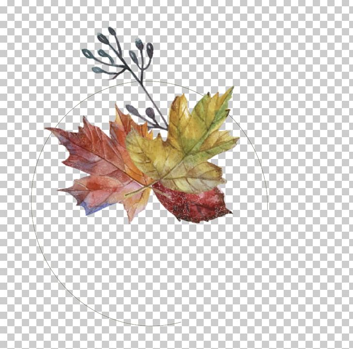 Maple Leaf Autumn PNG, Clipart, Autumn Leaves, Autumn Vector, Back, Color, Deciduous Free PNG Download