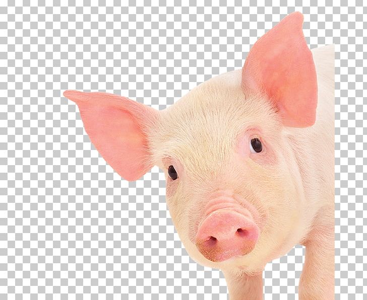 Miniature Pig Piglet Pig's Ear PNG, Clipart, Animal, Animal Model, Animals, Domestic Pig, Livestock Free PNG Download