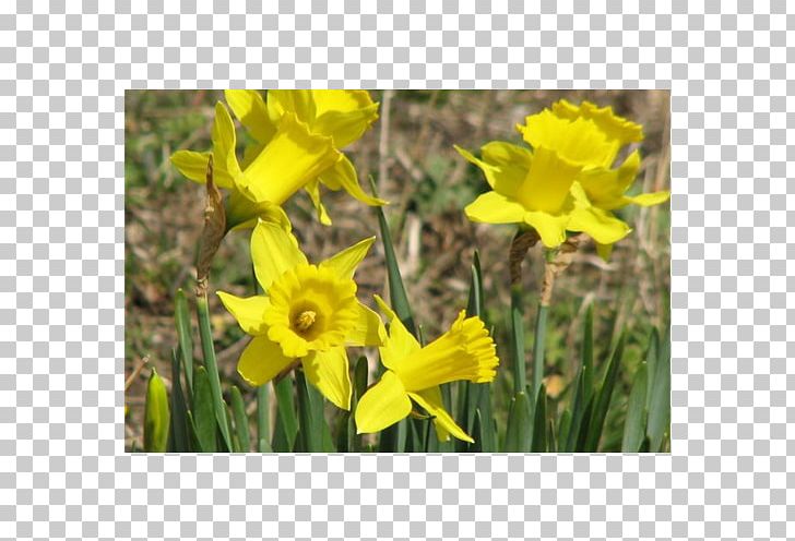 Narcissus Meadow Wildflower Lawn Mustard PNG, Clipart, Amaryllis Family, Flora, Flower, Flowering Plant, Grass Free PNG Download