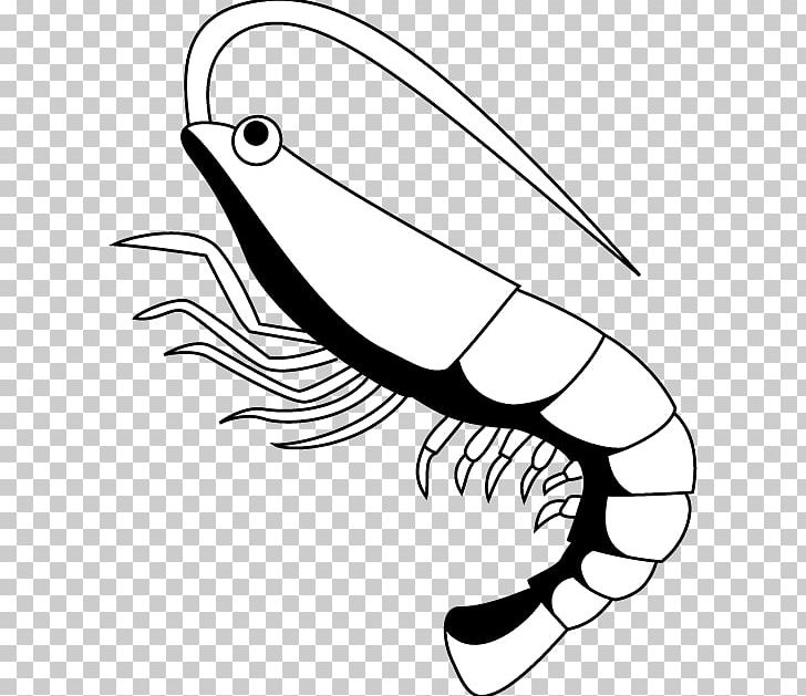 Shrimp Drawing Free Content PNG, Clipart, Art, Artwork, Beak, Bird, Black And White Free PNG Download