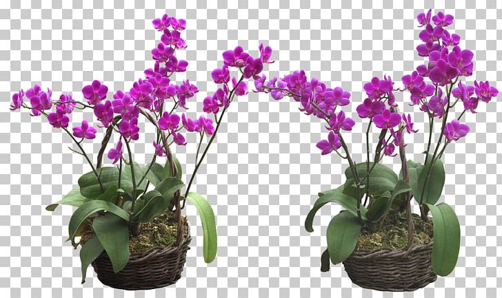 Adobe Photoshop Portable Network Graphics Flower File Format PNG, Clipart, Cattleya, Cicek, Cicek Resimleri, Cut Flowers, Dendrobium Free PNG Download