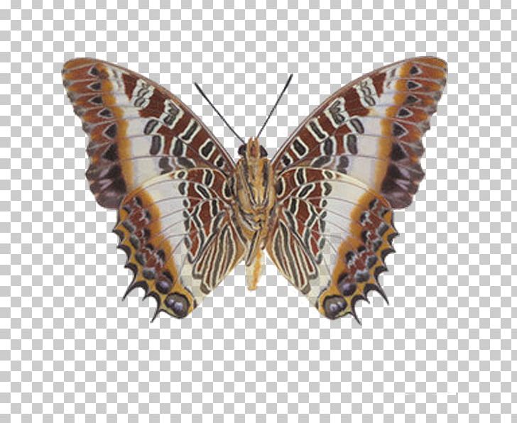 Brush-footed Butterflies Butterfly Butterflies And Moths PNG, Clipart, Arthropod, Brush Footed Butterfly, Butterflies And Moths, Butterfly, Craft Free PNG Download