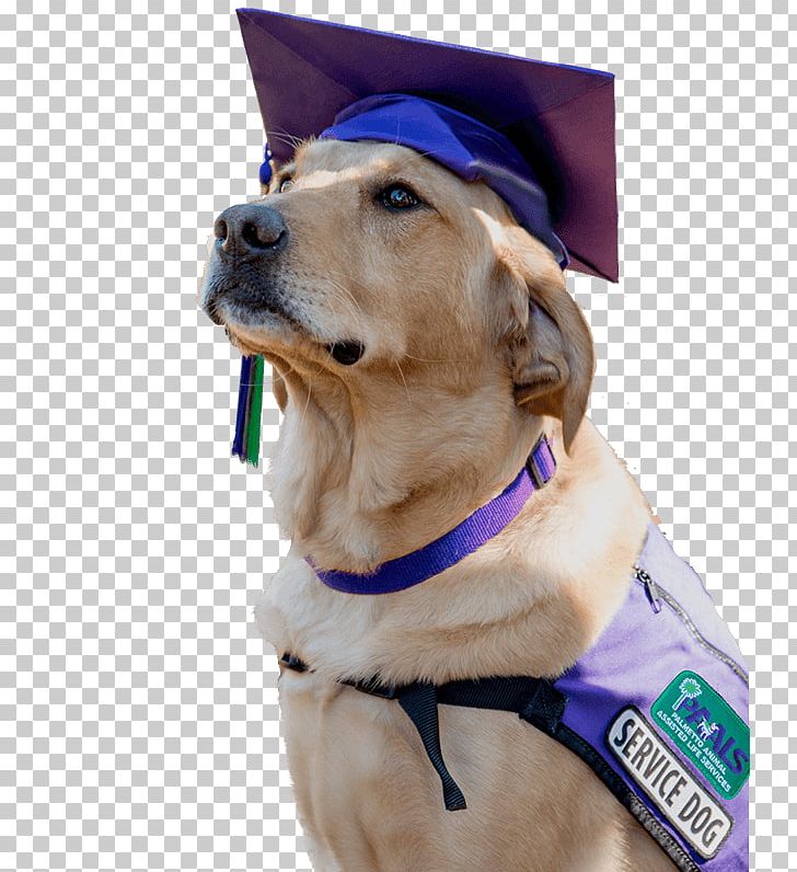 Golden Retriever Puppy Service Dog Dog Breed PNG, Clipart, Animals, Canidae, Collar, Companion Dog, Dog Free PNG Download