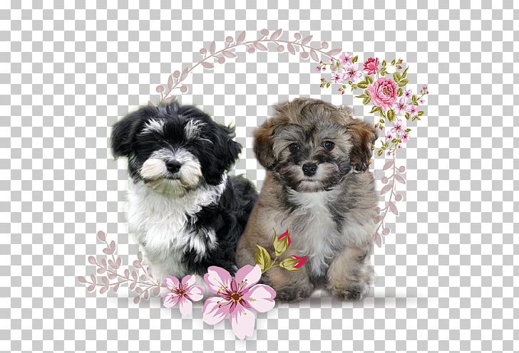 Morkie Shih Tzu Bolonka Little Lion Dog Havanese Dog PNG, Clipart, Animals, Bichon, Bolonka, Carnivoran, Cavachon Free PNG Download