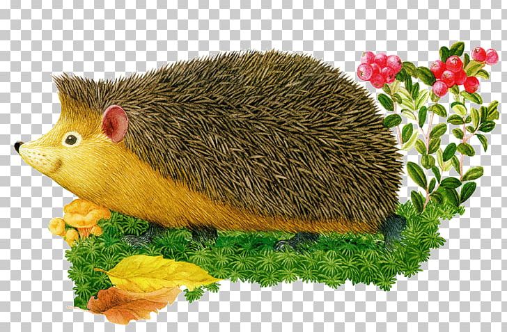 Hemiechinus European Hedgehog Drawing PNG, Clipart, Animals, Cute, Cute Hedgehog, Domesticated Hedgehog, Drawing Free PNG Download