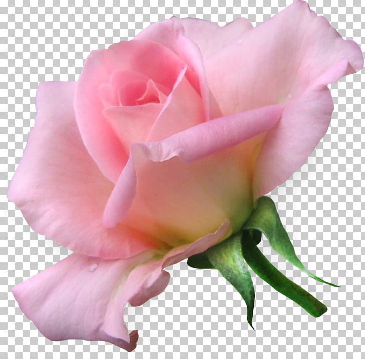 Love Garden Roses Flower Portable Network Graphics PNG, Clipart, China Rose, Cut Flowers, Error, Floribunda, Flower Free PNG Download