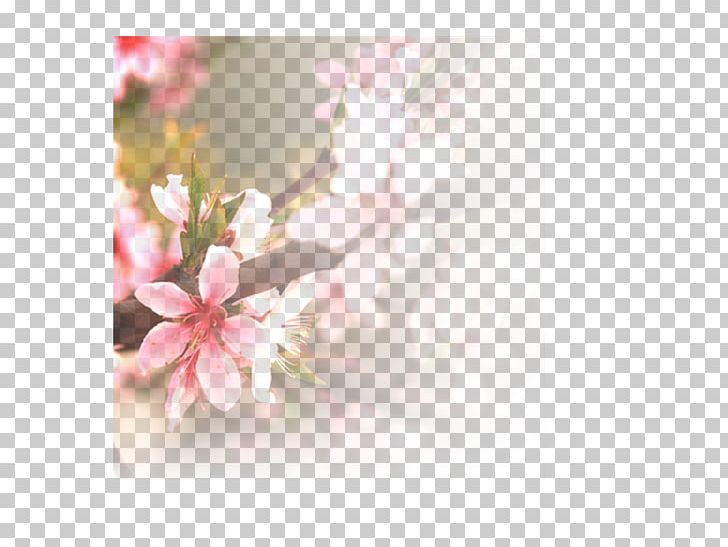 Flower Arranging Branch Computer Wallpaper PNG, Clipart, Blossom, Branch, Cherry Blossom, Computer Wallpaper, Designer Free PNG Download