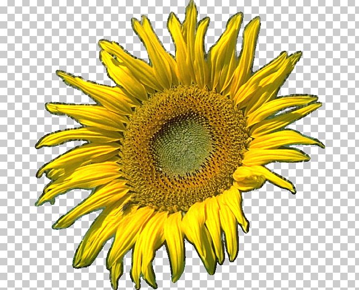 Common Sunflower Sunflower Seed PNG, Clipart, Common Sunflower, Cut Flowers, Daisy Family, Drawing, Flower Free PNG Download