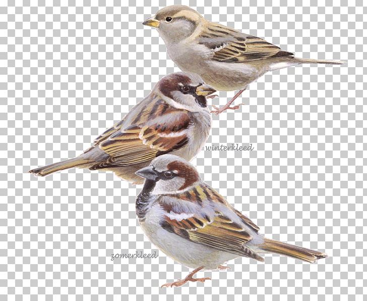 House Sparrow De Huismus Bird Meerkoet PNG, Clipart, Beak, Bird, Bird Nest, Bird Watching, Brambling Free PNG Download
