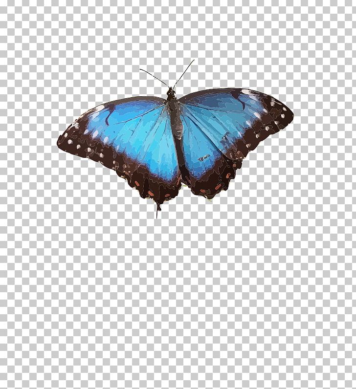 Brush-footed Butterflies Butterfly Common Blue Morpho Insect PNG, Clipart, Animals, Blue, Blue Butterfly, Brush Footed Butterfly, Butterflies And Moths Free PNG Download