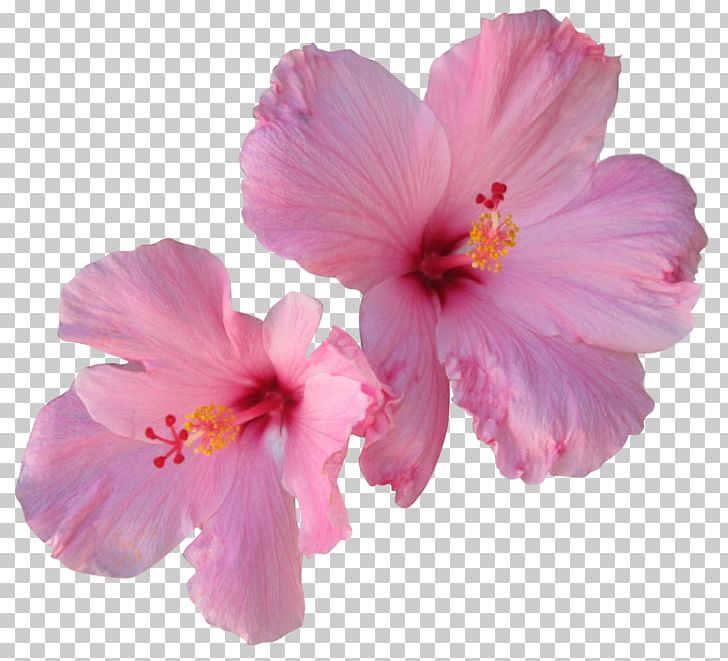 Hibiscus Tea Hair Flower PNG, Clipart, China Rose, Chinese Hibiscus, Face, Flowering Plant, Four O Clock Family Free PNG Download