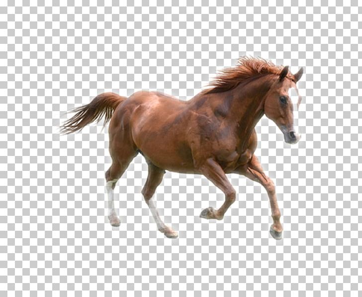 Kazakh Horse Horses Gallop PNG, Clipart, Animal Figure, Bridle, Computer Network, Download, Extracorporeal Shockwave Therapy Free PNG Download
