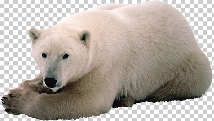 Polar Bear Arctic Mathematics Svalbard PNG, Clipart, Algebraic Equation, Algebraic Number, Animal, Animals, Arctic Free PNG Download