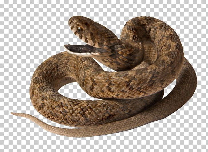 Snakes Reptile Vipers Portable Network Graphics PNG, Clipart, Boa Constrictor, Boas, Colubridae, Desktop Wallpaper, Download Free PNG Download