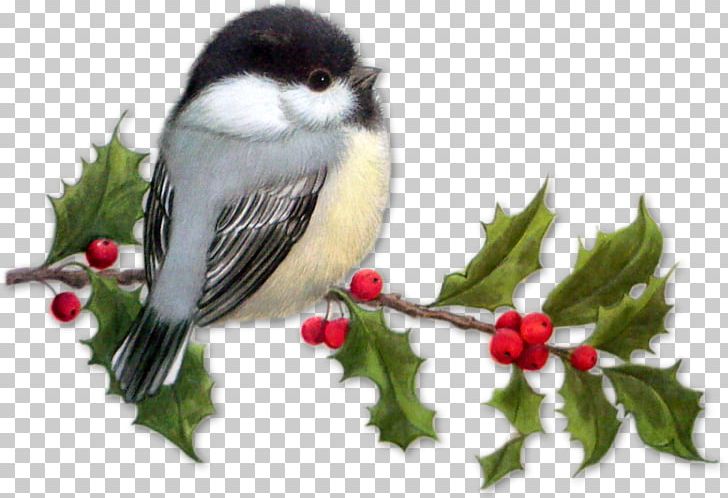 Bird Christmas PNG, Clipart, Animals, Animation, Aquifoliaceae, Beak, Bird Free PNG Download