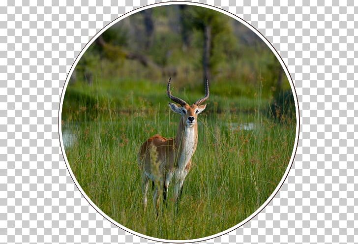 Kgalagadi Transfrontier Park Central Kalahari Game Reserve Okavango Delta Nature Reserve PNG, Clipart, African Parks, Antelope, Antler, Botswana, Chobe District Free PNG Download