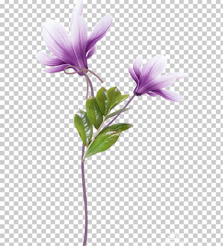 Azalea Petal Flower PNG, Clipart, Azalea, Beautiful, Beautiful Flowers, Cut Flowers, Encapsulated Postscript Free PNG Download